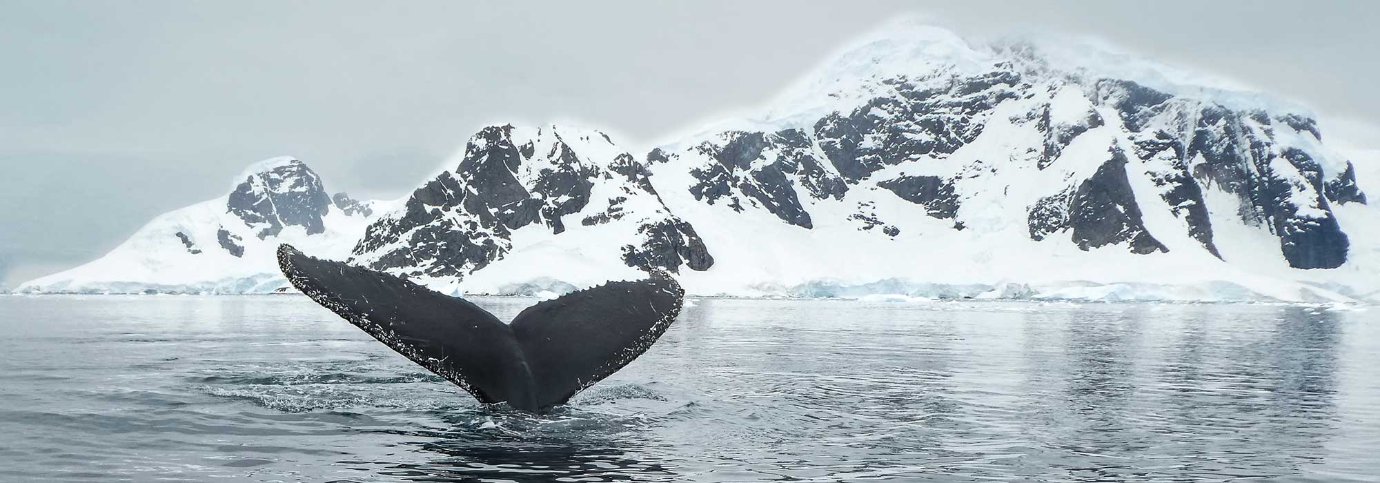 Queue de baleine, l'antarctique 