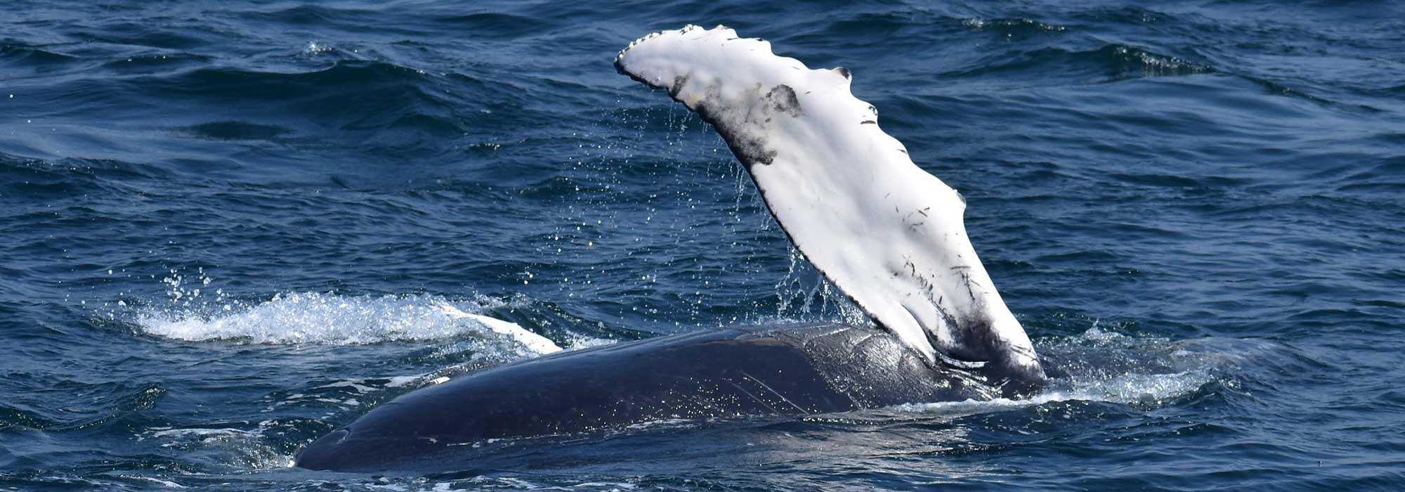 Baleine à bosse, Mexique