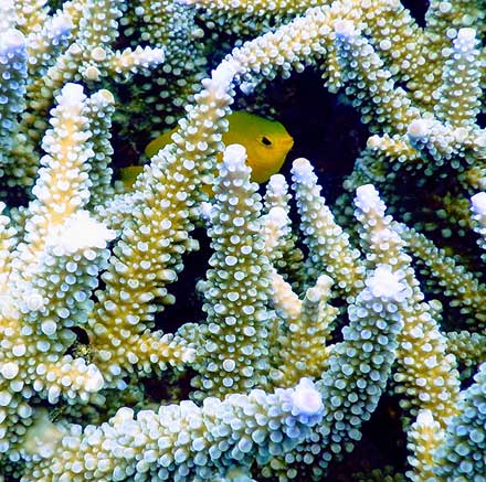 Fish hiding in coral